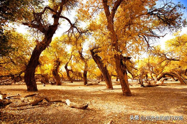 10月限定｜穿越金色时空：中国三大胡杨林，终极赏秋指南