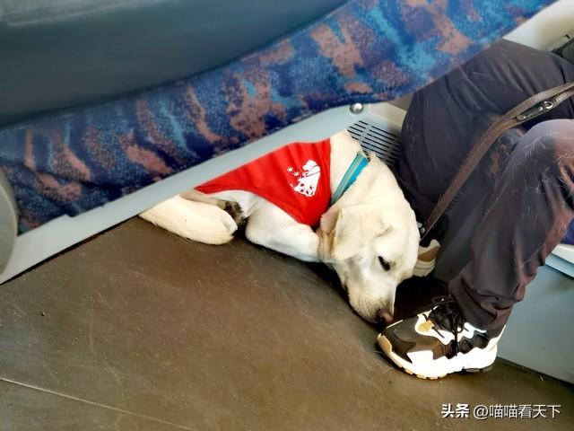 17小时的泰山攀登：一只导盲犬引发的权利风暴