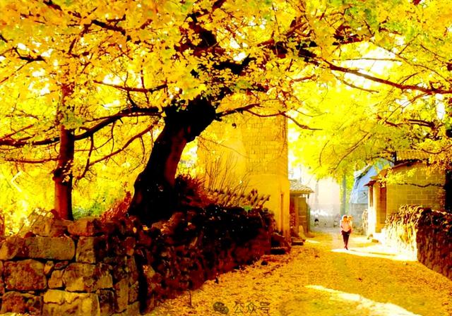 独木·野树·秋林——银杏三境记