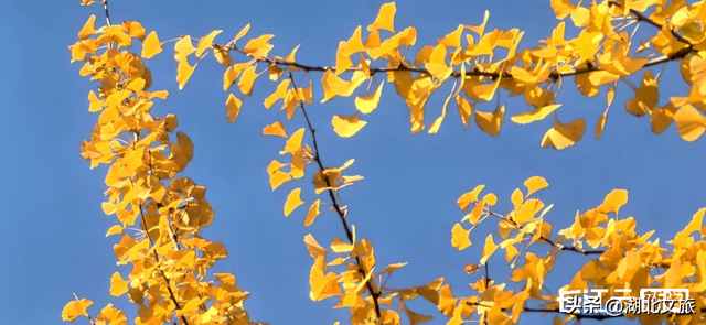 评分秋色：随州为啥被称为“杏”运城市？