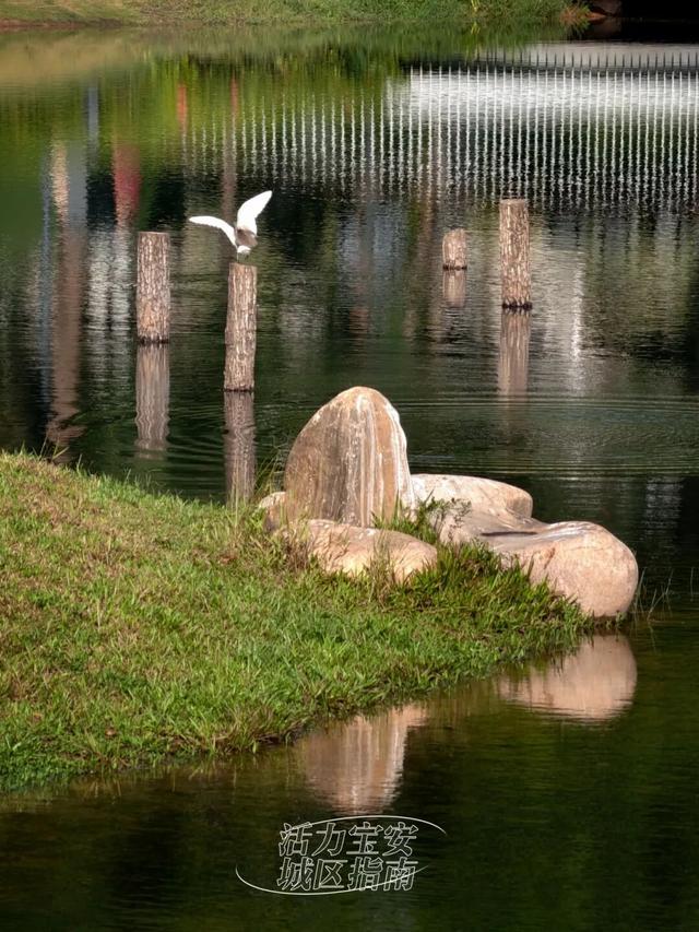 活力宝安城区指南｜山海蓝绿瞬间：山水连城，绿动宝安！