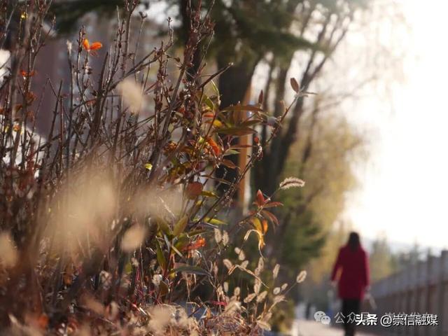 初冬汭河，摇曳一岸诗意时光