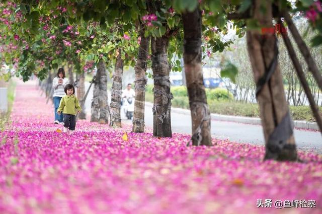 柳州下“花”了！粉色花海铺满人行道，还有“红色瀑布”超出片~回暖在这天→
