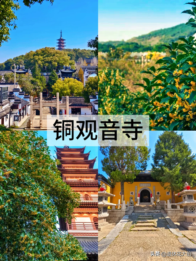 男子晒“8千棵巨大桂花树，震撼爆花”火了，网友：我要香迷糊了