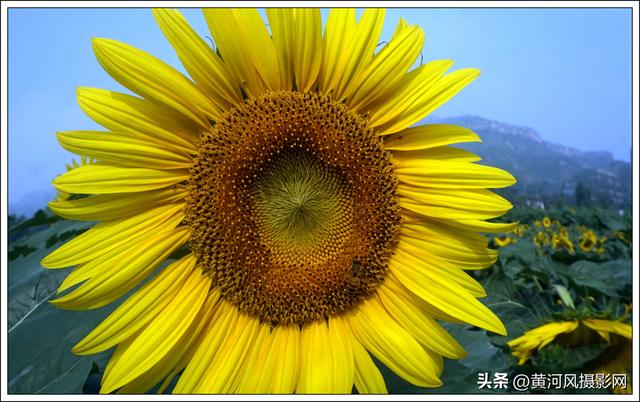 太行深处向阳花