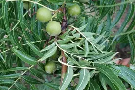 猴头核桃：文玩新贵的初步鉴赏图片