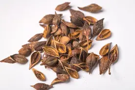 疮家圣药——连翘图片