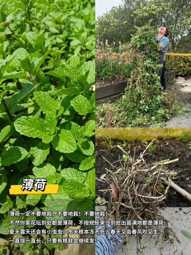 “富不富，院中树”树不是乱种的！院子种树记住三要四不要！
