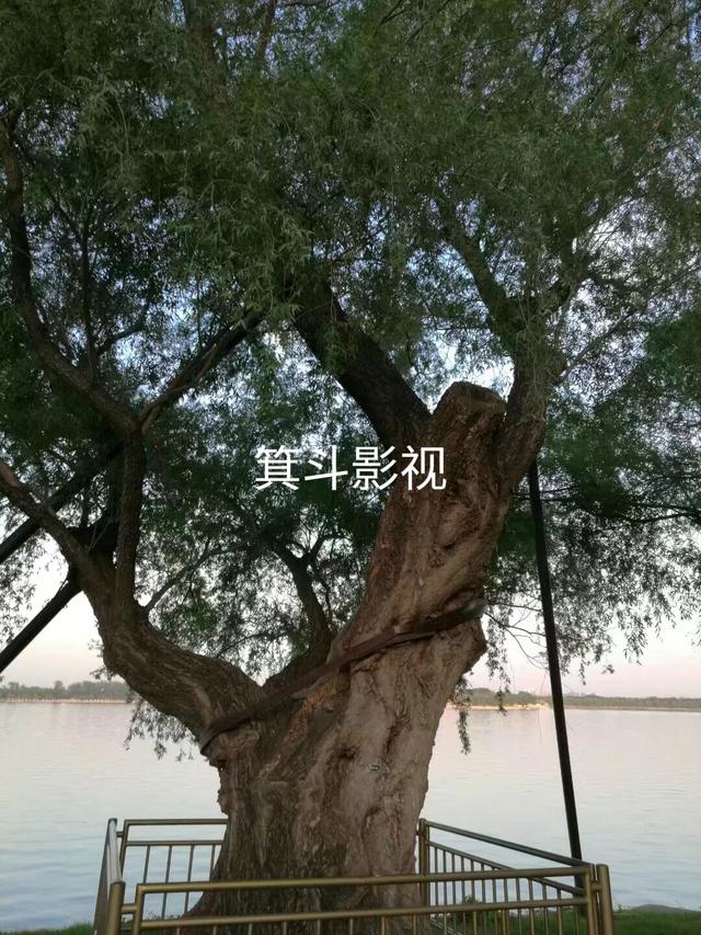 颐和园西堤古柳，三百年沧桑的见证者。