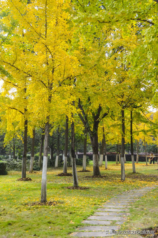 芦花不够看？江滩的银杏已经美疯了！