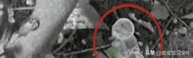 就地办事，小套套乱扔”，小树林成野战地，环卫工多次亲眼目睹！