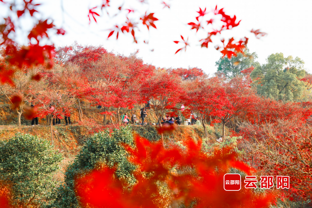 四季可赏！北塔生态园红枫“枫”景独好