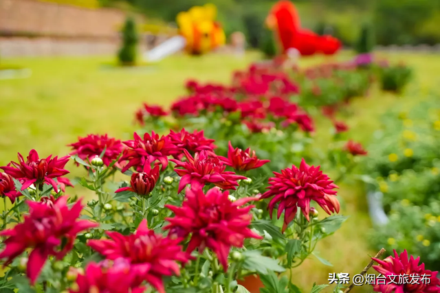 【乐游烟台】这个国庆中秋假期赏菊就来招虎山！