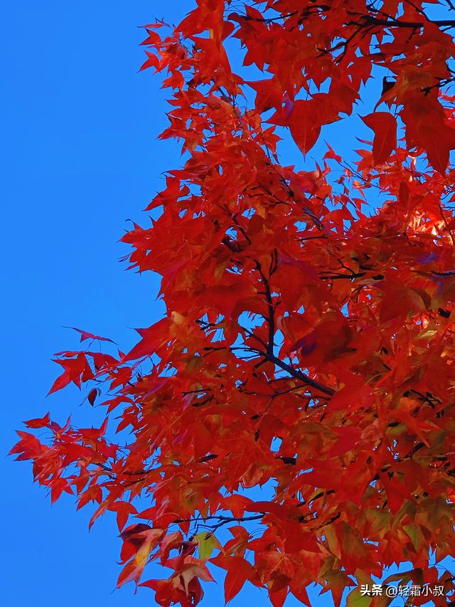 秋霜寒，秋叶艳，秋林醉，在家乡小城，邂逅一场姗姗来迟的秋景