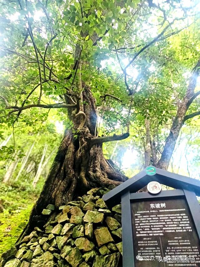 千年风雨中的文明通途——梅关古道