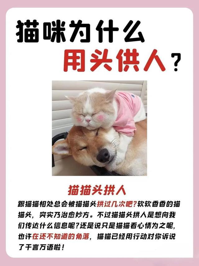 猫咪用头拱你	，原来不是在撒娇！真相让主人们惊呆了