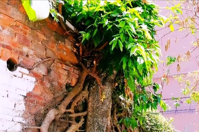 百年石墙，一树共生，香港石墙树与城市的百年对话