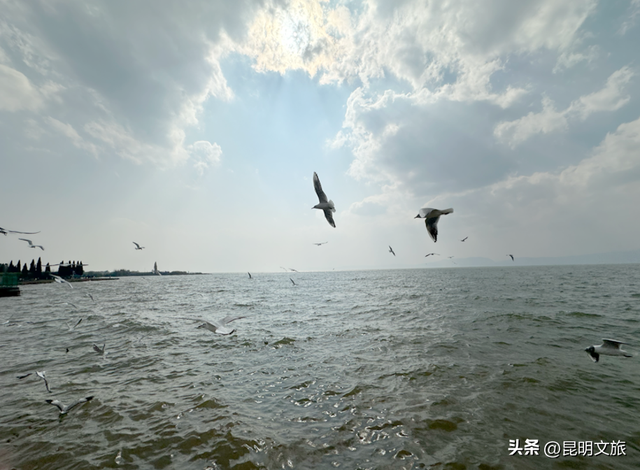 不止大坝！昆明观鸥最全热门+小众点位收录＊附核心区交通指南