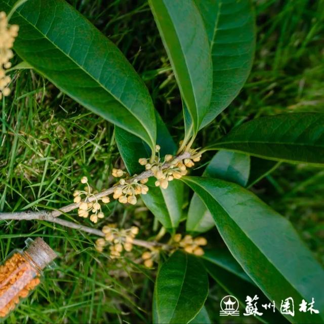 桂香满城！苏州桂花赏花地图来了！