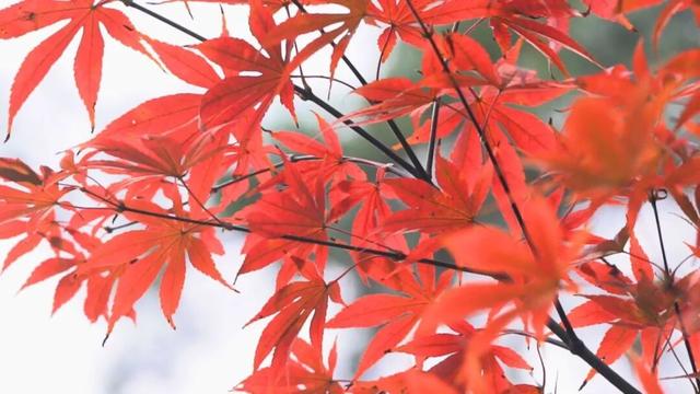 庐山景区开启2025年金秋赏枫季