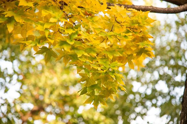 初冬古城｜听落叶飘落，才算读懂它的温柔