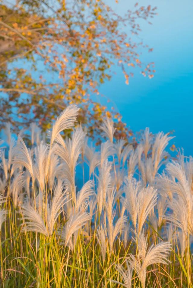 冲！星星湖营地秋色已上线，全攻略奉上～