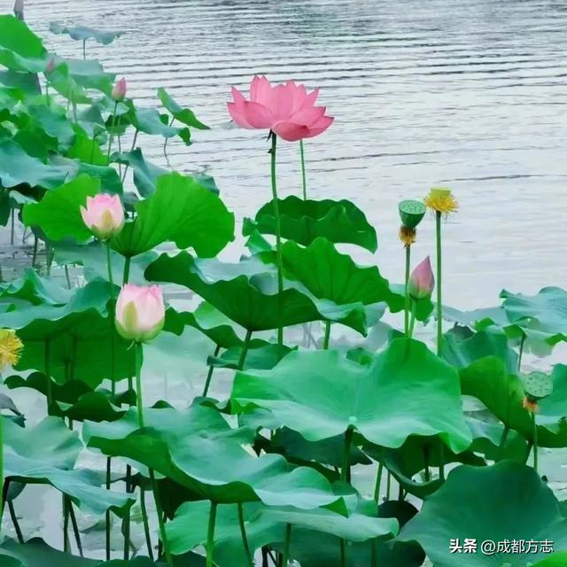 馋哭了！以荷为膳，建议成都人多吃TA→