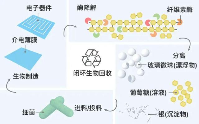 中国科学家培育“纺织工”，细菌“织就”绿色电子未来