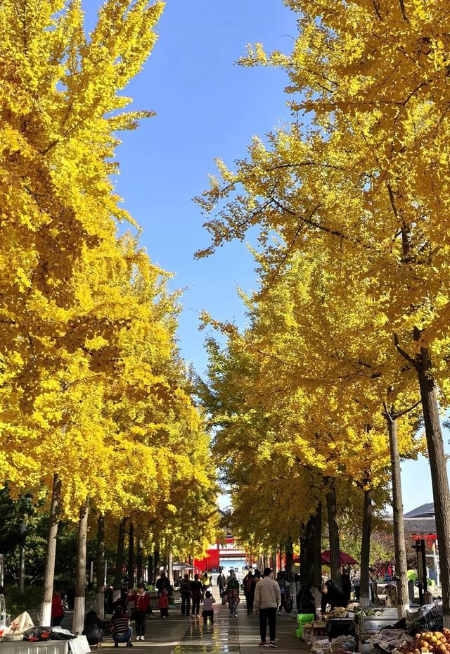 打卡定州限定秋景！