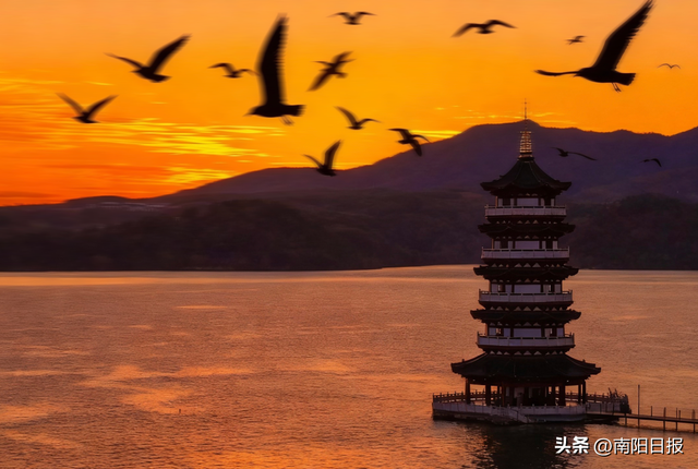 “鸥”耶！现在可以来丹江大观苑看海鸥咯~