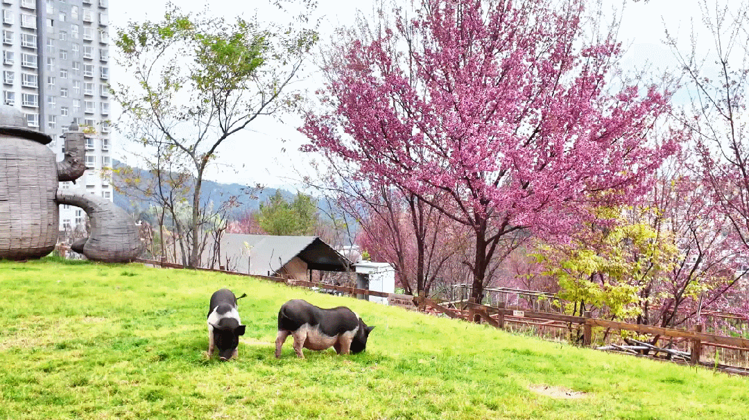 昆明市区冬樱花树下连猪都能自由奔跑的世外桃源