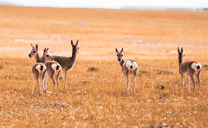 西藏最美公路！409公里串起雪山桃花湖泊