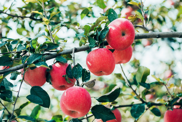 跟着色彩游临沂 | 柿子熟了・田园采摘之旅，承包你的秋日快乐