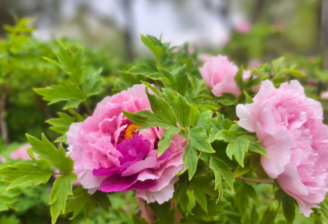 给80棵树搬家！石家庄2万株牡丹花海仅5元