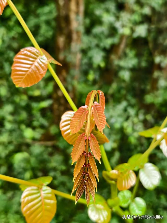 马来西亚(31)砂拉越州⑤姆鲁山canopy树冠高空漫游