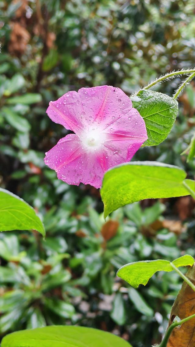 绝美的雨中花