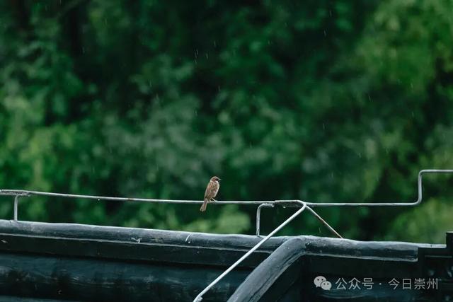 10月亮相！崇州新增一处度假地，邀你共赴诗和远方