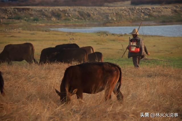 “早霜降，冻死牛”，今日11时51分霜降，预示今年冬天非常寒冷吗
