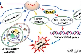 复发风险降低41%！廉价“神药”塞来昔布消炎，止痛，还能抗癌图片