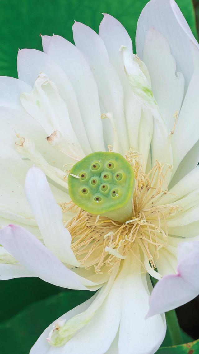 “荷”你相遇！惊艳了这个夏至~