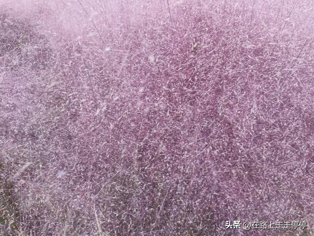 去济南黄河大堤北岸去尚粉乱黛子草