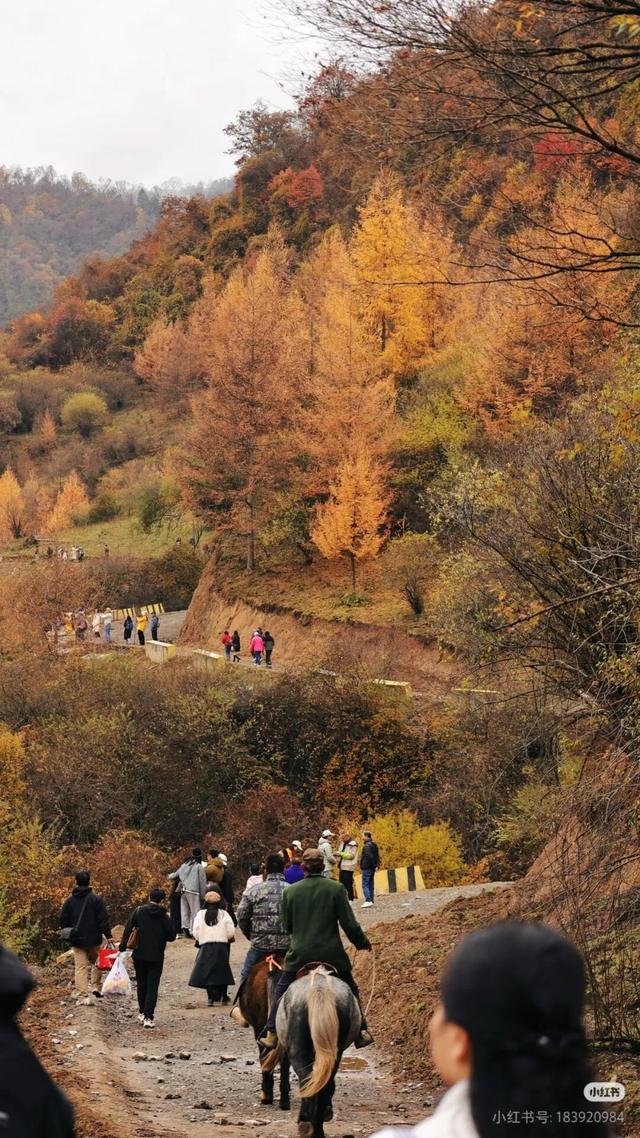 正式通车！全线免费！新挖赏秋天花板小城，绝美彩林不输九寨！地道美食50元吃爽！