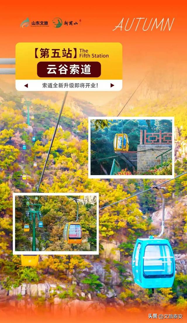 来赏银杏啦！还记得那年 “杏” 花微雨，你说要来新甫山~