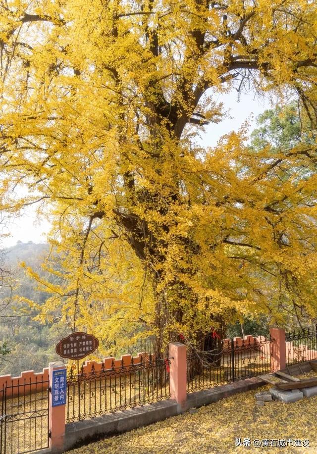 此刻 黄石下起黄金雨！