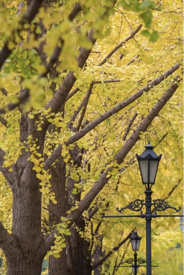 上海银杏浓度已达99%！这份含“金”量超高的浪漫别错过→