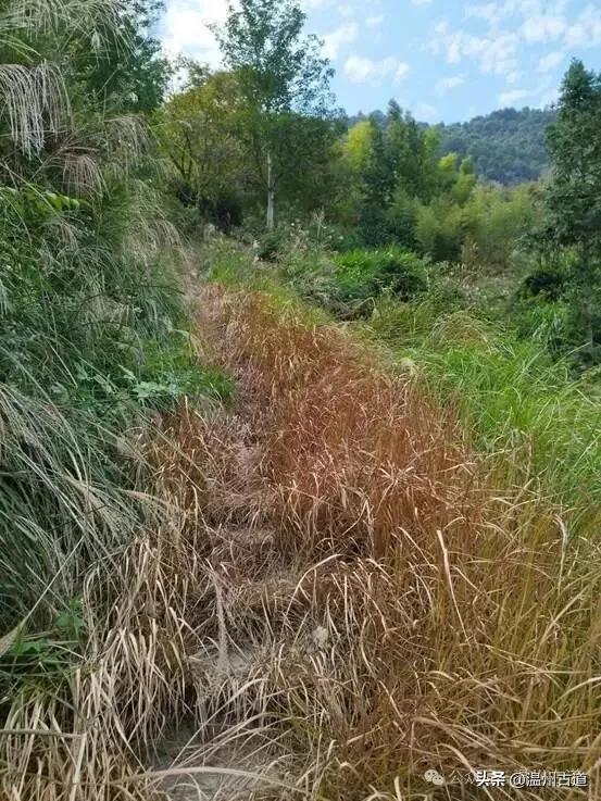温州著名的红色古村，深藏岁月深处的浙南革命印记，值得你来