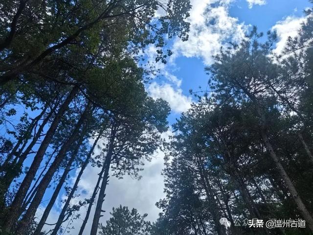 这个凭借21℃的天然清凉悄然“出圈”的森林小镇，别具异域风情！