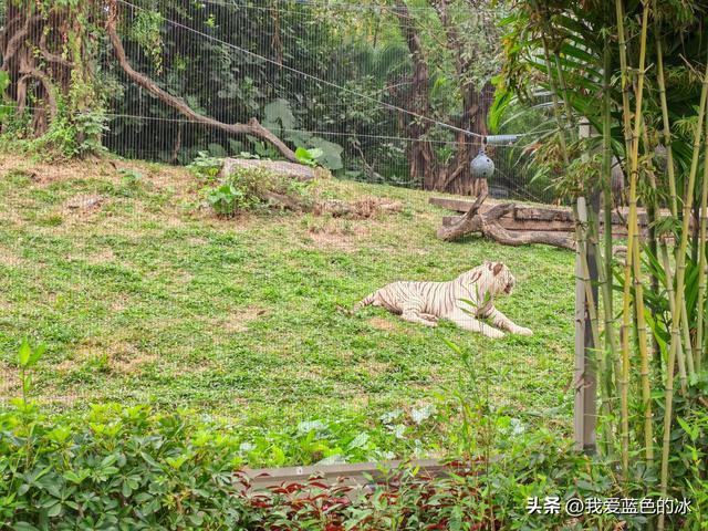 参观广州长隆野生动物园，全程感觉眼累手累腿不累
