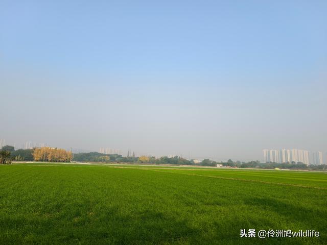 四川行(75)广汉②金雁湖公园·黑塔街·龙居寺