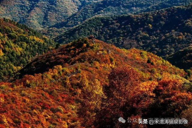 陕西渭南：姹紫嫣红 游人如织 服务周到 韩城香山红叶欣赏正当时
